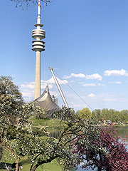 Kirschbäume im Olympiapark (©Foto: Martin Schmitz)